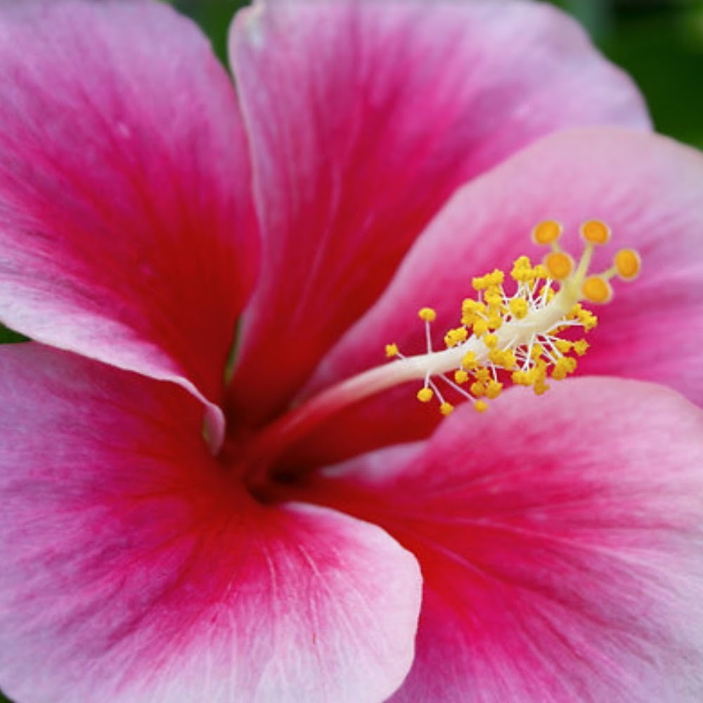 Meet your Posher, Jamin